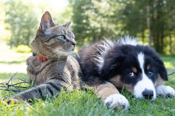 Cat and Dog on green grass.